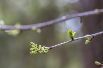 cherry branches and buds