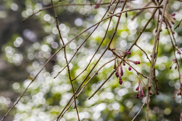 pink weeping cherry branches