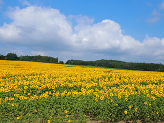 Obraz premium ひまわり