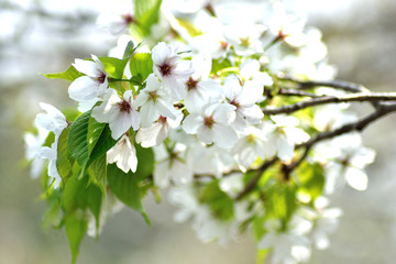 大島桜 白い花アップ