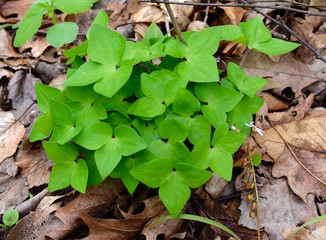 Bright green three lobed leaves of sharp lobed hepatica in a spring forest.