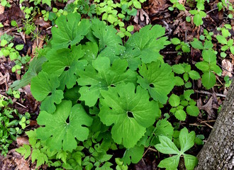 Unique leaves of an emerging bloodroot plant in spring.