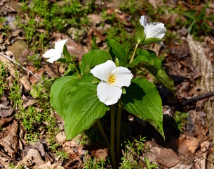 Detail of a large white trillium plant in a spring forest.