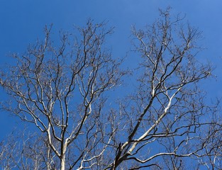 White and brown branches of a sycamore tree silhouetted against a blue sky.