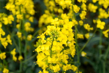 Rapeseed field. Background of rape blossoms. Flowering rape on the field