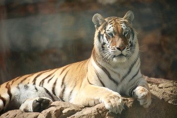 tiger