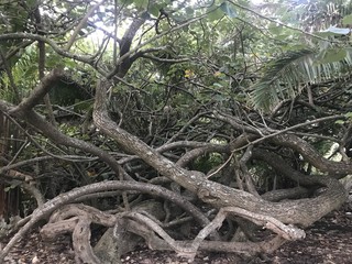 Thick forest with tree branches locked together