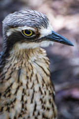 Curlew close-up