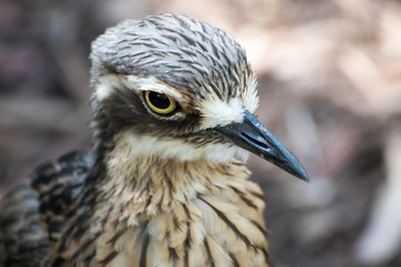 Curlew close-up