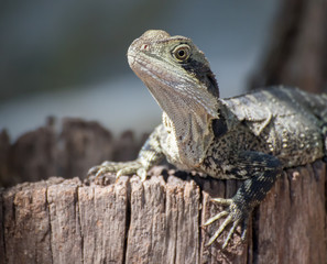 Lizard resting on a log