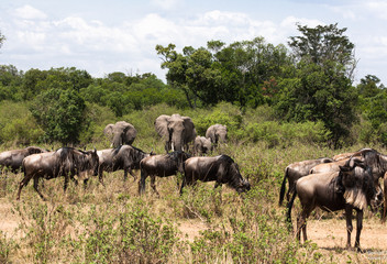 Naklejka na ściany i meble Elephants and wildebeests in the savannah of Africa. Masai Mara, Kenya