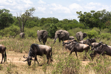 Elephants and wildebeests. A small group of herbivores in the savannah of Africa. Masai Mara, Kenya