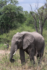Obraz premium Big elephant close-up in the savannah. Masai Mara, Kenya