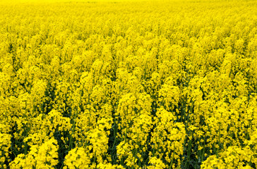 Rapeseed field. Background of rape blossoms. Flowering rape on the field
