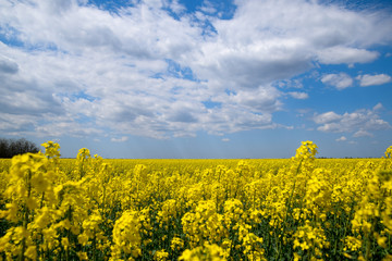 Obraz premium Rapeseed field. Yellow rape flowers, field landscape. Blue sky and rape on the field