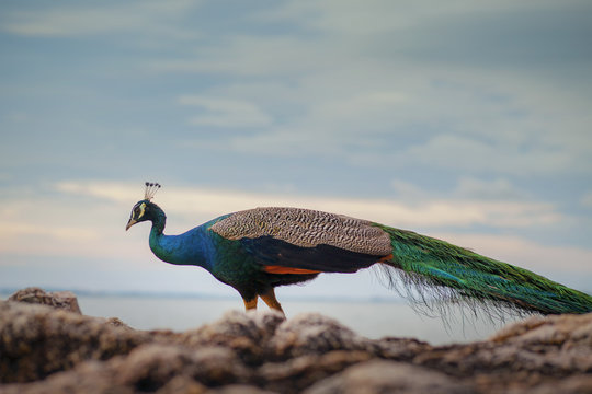 Fototapeta beautiful color of male indian peacock standing on the rock against bright sky