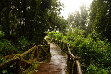 Wooden Footbridge In Jungle