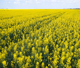 Obraz premium Rapeseed field. Yellow rape flowers, field landscape. Blue sky and rape on the field
