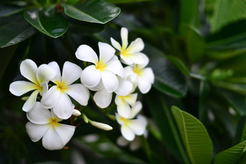 White Plumeria flower.