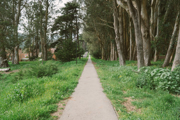 Fototapeta premium Forest Path Green Road Through Trees Presedio San Francisco California