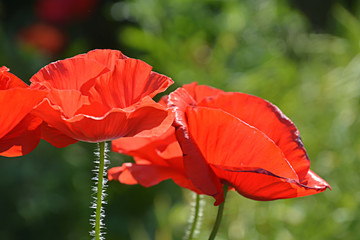 Obraz premium Red Poppy Flowers