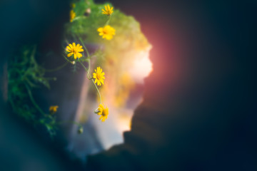 Yellow flower with light