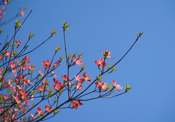 close up on pink flower blossom in spring