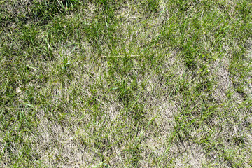 Background of green grass