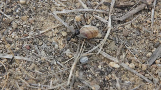 ant drags empty snail shell because there's food inside, foraging
