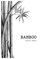 Fototapeta na wymiar Bamboo background hand drawing engraving style