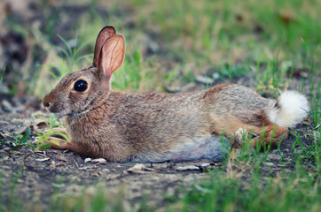 Naklejka na ściany i meble Cautious looking cottontail bunny rabbit lying in the grass showing fluffy white tail