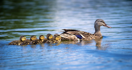 Female Mallard duck (Anas platyrhynchos) and adorable ducklings swimming in lake - 204310031