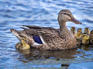 Cute newborn Mallard (Anas platyrhynchos) duckling swimming in lake with mother duck and siblings 