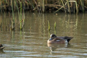 Wigeon Drake duck