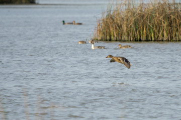 Fototapeta na wymiar Female Mallard duck landing on water