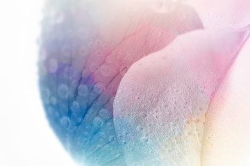 Fototapeta premium Petal is rose of sweet