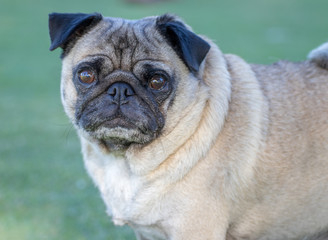 Fototapeta premium Frowning Pug dog