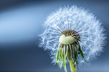 Close-up of dandelion seeds as art blue background