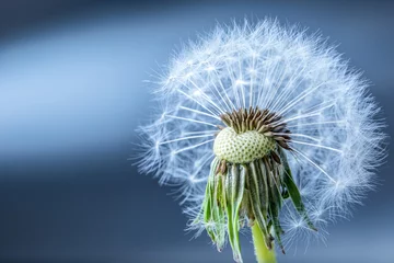 Gordijnen Close-up of dandelion seeds as art blue background © weyo