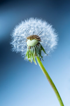 Close-up Of Dandelion Seeds As Art Blue Background