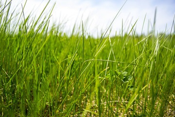 Background of green grass