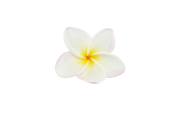 frangipani flowers on white background.