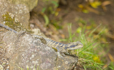 Small Australian Lizard