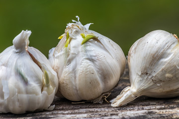 close up of three bulbs lined up