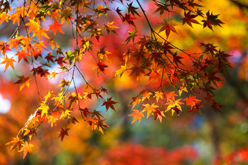 Autumn is one of the most famous seasons to travel in Japan.