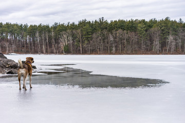 dog looks across frozen lake
