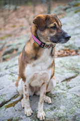 Obraz premium dog on rock in woods