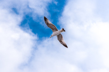 Obraz premium Single big seagull hovering high in clean blue sky