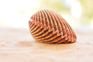 Closed cockle shell on a sandy beach