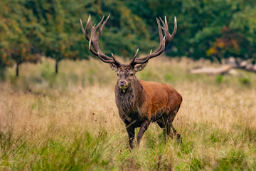 Portrait of majestic powerful adult red deer stag in Autumn Fall forest (Cervus elaphus)	